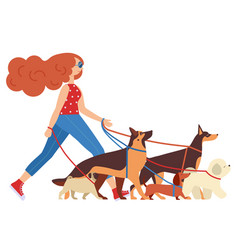 Pet Walker Woman With Group Of Dogs