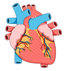 Human Heart Anatomy 2d