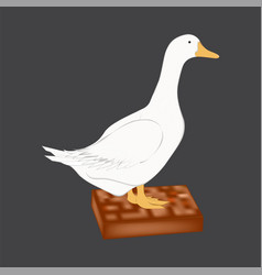 Duck Design