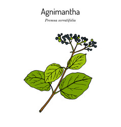 Agnimantha Premna Serratifolia Medicinal Plant