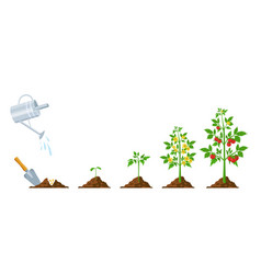 Tomato Growth Stages Of Plant Seeding Flowering