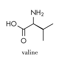 Valine L-valine Val V Amino Acid Molecule