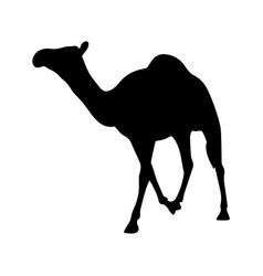 Camel Silhouette