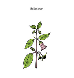 Atropa Belladonna Or Deadly Nightshade