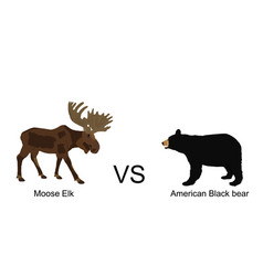 Moose Against American Black Bear