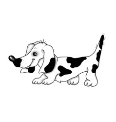 Dachshund Dog In A White Background