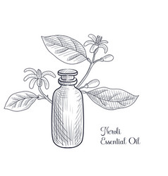 Drawing Neroli Essential Oil