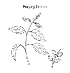 Purging Croton Croton Tiglium Medicinal Plant