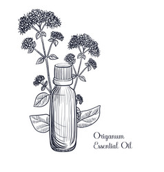 Drawing Origanum Essential Oil