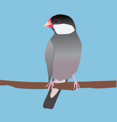 Java Sparrow