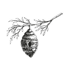 Bee Hive Drawing Hand Drawn