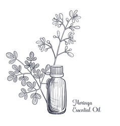 Drawing Moringa Essential Oil