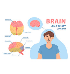 Brain Anatomy Diagram