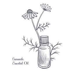 Drawing Camomile Essential Oil