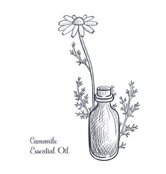 Drawing Camomile Essential Oil