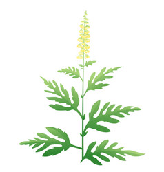 Ragweed Plant