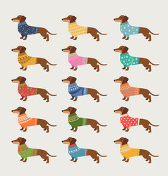 Dachshund Long Dog In Winter Fashioned Sweaters