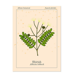 Shirish Albizia Lebbeck Or Lebbek Tree