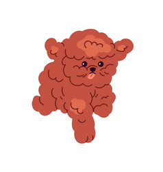 Toy Poodle Cute Puppy Running Funny Little