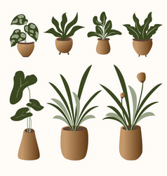 Brown Plant And Pot Collection