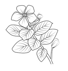 Drawing Periwinkle Wildflower Drawings