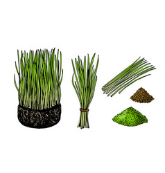 Nutritious Homegrown Wheat Grass Or Barley Grass