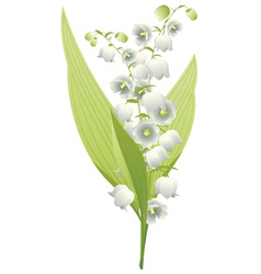 Lily Of The Valley