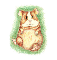 Funny Guinea Pig In The Grass Drawn With Colored