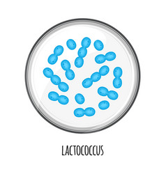 Human Microbiome Of Lactococcus In A Petri Dish