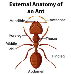 External Anatomy An Ant On White Background