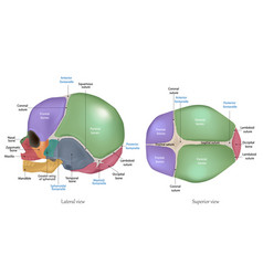 Anatomy Of The Newborn Skull Cranial Sutures