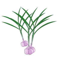 Garlic And Leaves In White Background