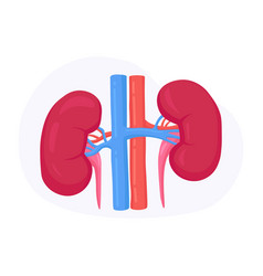 Nephrology Urology Human Kidney Anatomy Renal