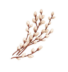 Willows Branches Spring Pussy Plant Catkins Buds