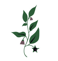 Atropa Belladonna Plant