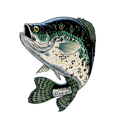 Crappie Fish Vintage Hand Drawn