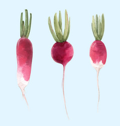 Watercolor Radish