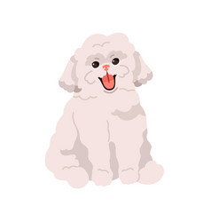 Cute Small Toy Dog Of Bichon Frize Breed Happy