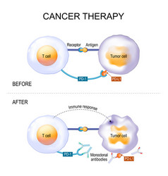 Cancer Therapy Of Monoclonal Antibodies