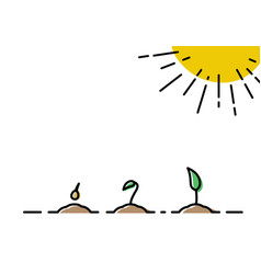 Plant Growth With Phases