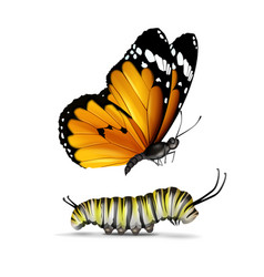 Plain Tiger Butterfly And Caterpillar