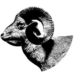 Big Horn Sheep Sketch