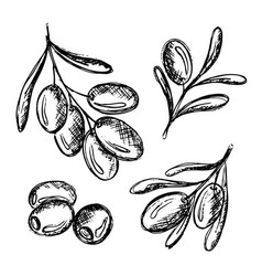 Olive Branch Hand Drawn Flowers Or Leaves