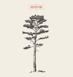 Vintage Scotch Pine Hand Drawn Detail