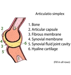 Simplex Joint Anatomical Atlas