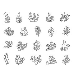 Underwater Sea Plants Coloring Page Seaweeds