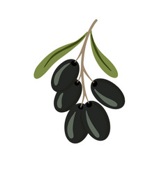 Cartoon Black Olives Branch Olive Tree