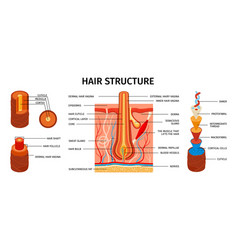 Hair Structure Realistic Infographics