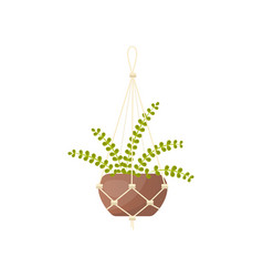 Hanging Fern Plant In Pot