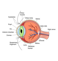 Human Eye Structure Diagram Medical Science